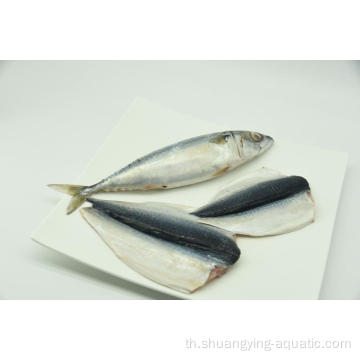 BQF Mackerel Frozen Size 200-300G 300-500G พร้อมเคลือบ 5%